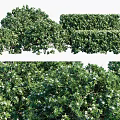 Lush Green Shrubs with White Flowers Trimmed Hedges and Natural Growth for Garden Landscaping