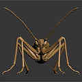 Golden Metallic Insect Sculpture With Long Antennae And Legs On Dark Background