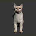 White Cat With Blue Eyes And Orange Tail Standing On Dark Background 3d model