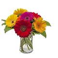 Potted Gerbera Plant With Yellow Red Pink Flowers And Green Leaves In Clear Pot