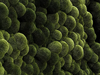 Lush Green Living Plant Wall With Dense Round Foliage For Indoor Decoration 3d model