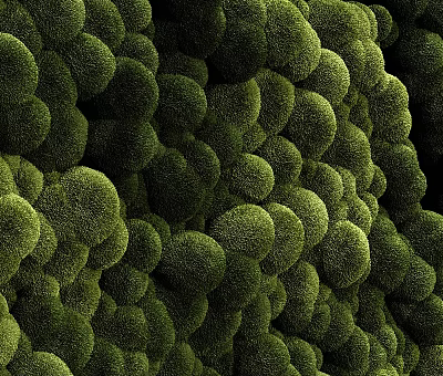 Lush Green Living Plant Wall With Dense Round Foliage For Indoor Decoration 3d model