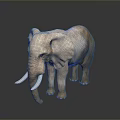 Realistic Light Brown Elephant With Ivory Tusks Standing On Dark Reflective Background 3d model