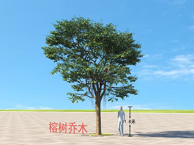 Tall Banyan Arbor With 11 Meters Height Against Blue Sky And Open Ground 3d model
