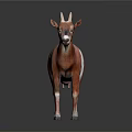 Brown and White Goat Standing with Horns on Dark Background with Reflection 3d model