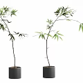 Two Bamboo Bonsai Potted Plants With Black Ceramic Pots On White Background 3d model