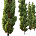 Evergreen Arborvitae Trees with Varying Heights and Dense Foliage for Landscape Design