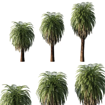 Lush Tropical Palm Trees With Brown Trunks And Green Feathery Fronds 3d model