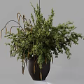 Bonsai Plant With Lush Green Foliage And Drooping Twigs In Brown Ceramic Pot
