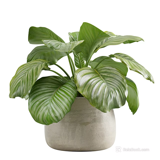 Potted Plant with Large Variegated Green Leaves in Light Gray Textured Pot 3d model 