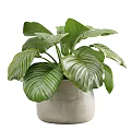 Potted Plant with Large Variegated Green Leaves in Light Gray Textured Pot