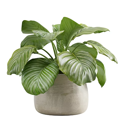 Potted Plant with Large Variegated Green Leaves in Light Gray Textured Pot 3d model