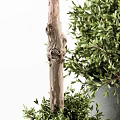 Bonsai Potted Plants With Round Green Leaves And Different Size Trunks In Black Pots
