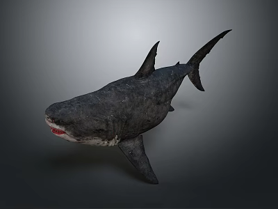 Realistic 3D Model Shark With Open Mouth Exposed Teeth And Streamlined Body On Gray Background 3d model