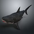 Realistic 3D Model Shark With Open Mouth Exposed Teeth And Streamlined Body On Gray Background