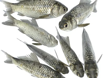 Shiny Silver Fresh Whole Fish With Scales And Multiple Specimens 3d model