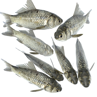 Modern Fish 3d model