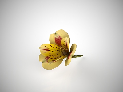 modern lily 3d model