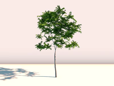 Tree With Green Leaves And Slender Trunk Standing Alone On Light Colored Ground With Shadow 3d model