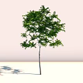Tree With Green Leaves And Slender Trunk Standing Alone On Light Colored Ground With Shadow