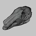 Detailed Animal Skull 3D Model In Science Lab For Anatomical Research