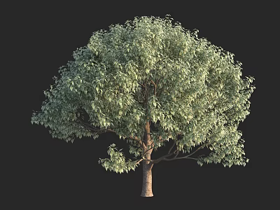 Tall Tree With Lush Green Foliage And Brown Trunk Full Canopy 3d model