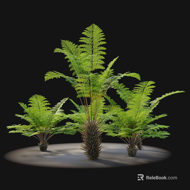 Green Fern Shrub With Three Tall Central And Shorter Surrounding Black Background Light Circular Base 3d model 