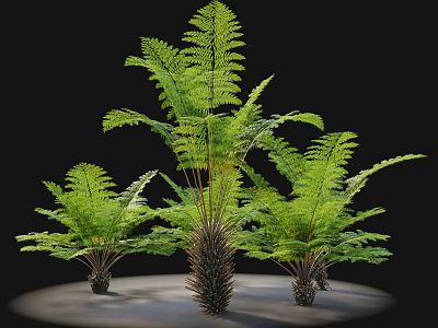 Green Fern Shrub With Three Tall Central And Shorter Surrounding Black Background Light Circular Base 3d model