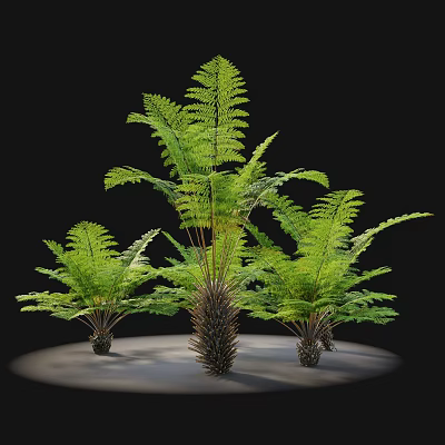 Green Fern Shrub With Three Tall Central And Shorter Surrounding Black Background Light Circular Base 3d model