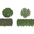 Neatly Trimmed Green Round And Long Rectangular Decorative Garden Plants For Landscaping
