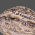 Fresh Whole Walnut With Natural Textured Shell On Gray Background