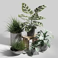 Diverse Potted Plants With Variegated Leaves Slender Grasses And Metal Ceramic Pots On Wooden Stand