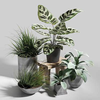 Diverse Potted Plants With Variegated Leaves Slender Grasses And Metal Ceramic Pots On Wooden Stand 3d model