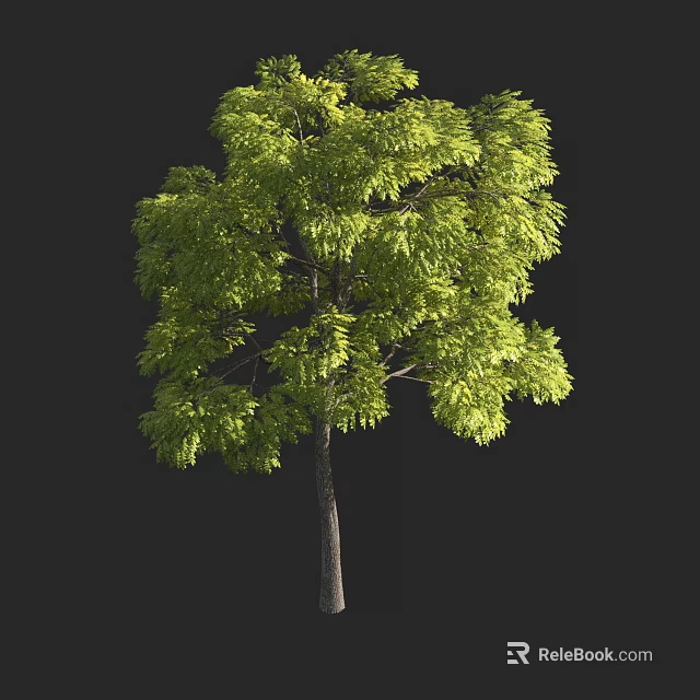 Tall Arbor with Lush Green Leaves and Strong Straight Trunk Isolated on Dark Background 3d model 