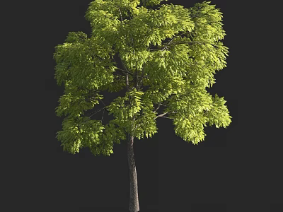 Tall Arbor with Lush Green Leaves and Strong Straight Trunk Isolated on Dark Background 3d model