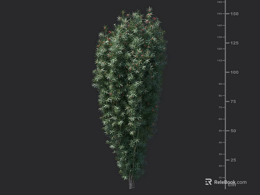 Lush Green Shrub Plant With Height Measurement Scale In Centimeters 3d model 