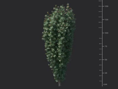 Lush Green Shrub Plant With Height Measurement Scale In Centimeters 3d model
