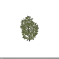 Tall Deciduous Tree with Lush Green Leaves and Silhouette Figure for Size Comparison
