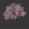 Beautiful Tree With Pink Blossoms Twisted Trunk And Exposed Roots On Gray Background