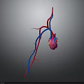 Detailed 3D Anatomical Model of Human Heart With Red Blue Blood Vessels