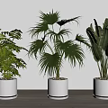 Different Types Of Potted Plants In White Pots On Wooden Floor With Light Colored Walls