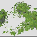 Lush Green Bonsai Potted Plant With Trailing Vines And Healthy Indoor Decorative Foliage