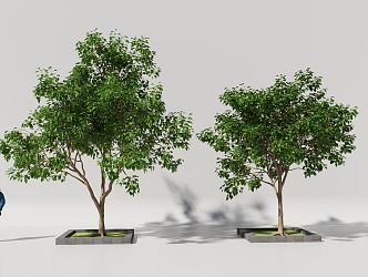 Broadleaf Tree Sea Horn 3d model