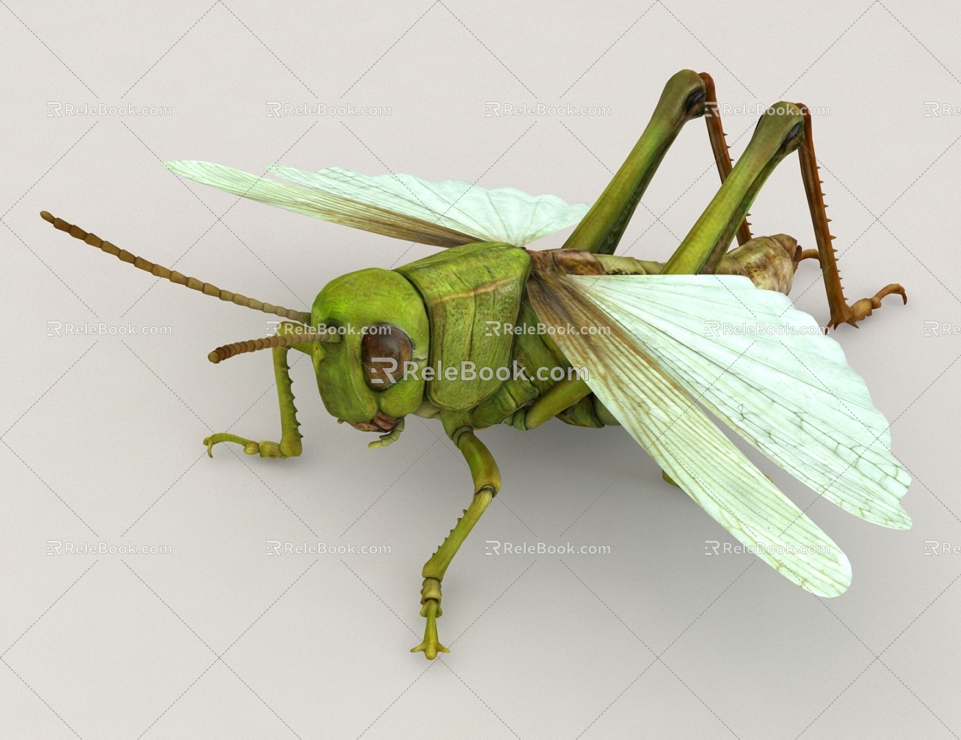 insect locust 3d model