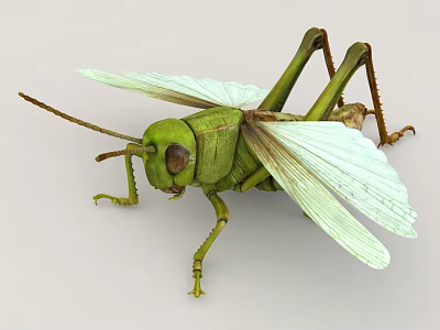 3D Model Of Green Locust Flying Insect With Transparent Wings 3d model