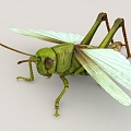 insect locust 3d model