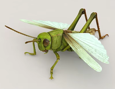 3D Model Of Green Locust Flying Insect With Transparent Wings 3d model