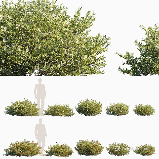 Lush Green Shrubs In Various Sizes With Dense Foliage For Garden Landscaping 3d model 