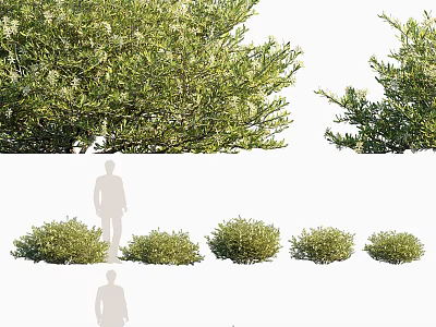Lush Green Shrubs In Various Sizes With Dense Foliage For Garden Landscaping 3d model