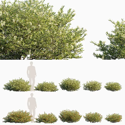 Lush Green Shrubs In Various Sizes With Dense Foliage For Garden Landscaping 3d model